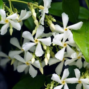 Trachelospermum jasminoides